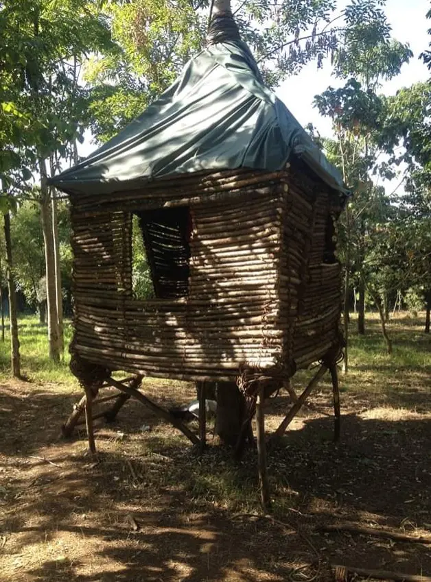 Tree House 2